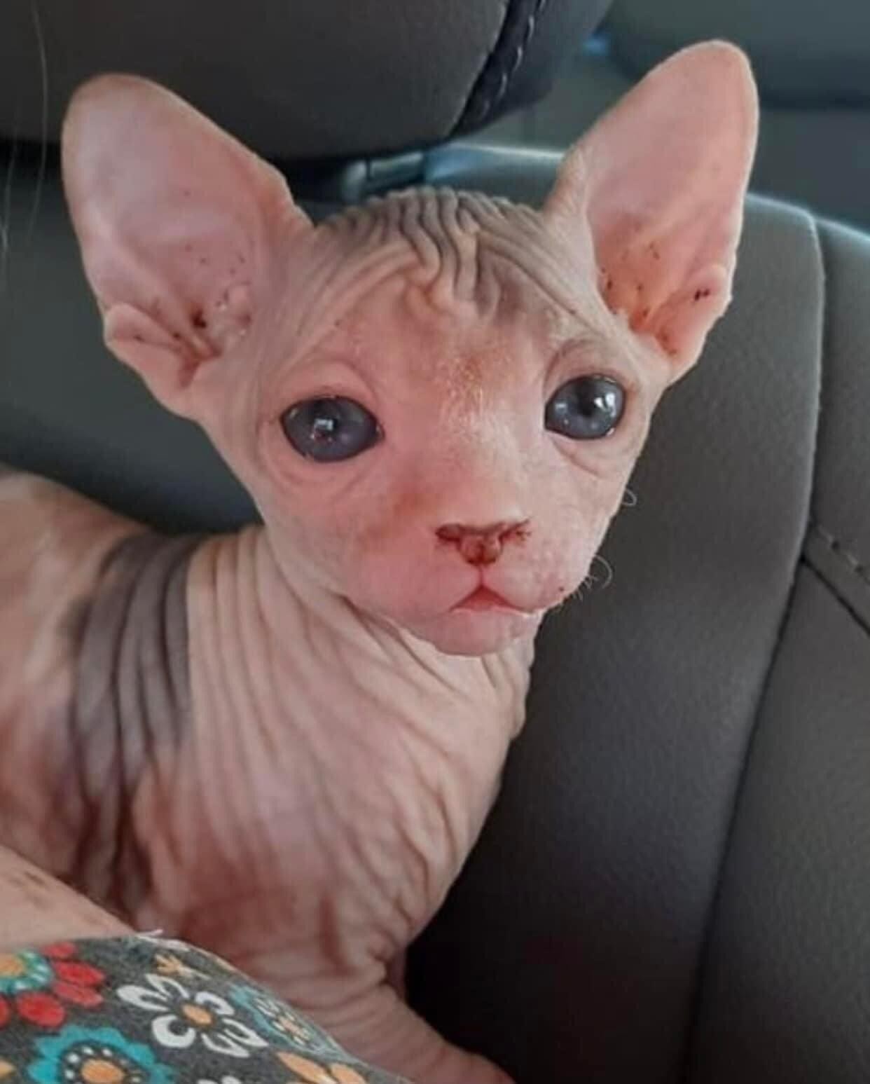 Male and Female Sphynx Kittens