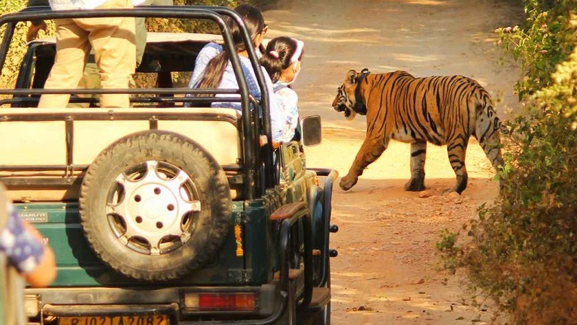 Get The Best Sariska Tour packages from Delhi